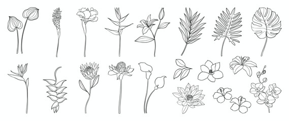 Set of flower hand drawn element vector. Collection of foliage, branch, summer floral, leaf, orchid, petal, monstera, lily, palm. Tropical plant illustration design for logo, wedding, invitation.