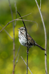 sparrow on a branch