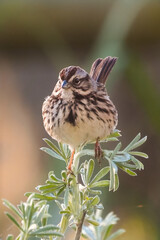 Sparrow on branch
