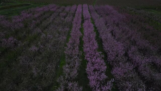 Aerial video of Sierra Aitana with almond trees in bloom