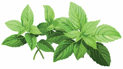 Green mint leaf for tea vintage vector sketch 