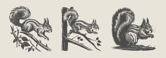 Vintage woodcut-style squirrel vector illustration set. Generative AI. - obrazy, fototapety, plakaty