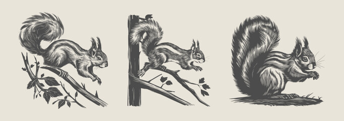 Vintage woodcut-style squirrel vector illustration set. Generative AI.