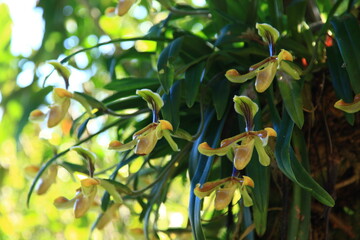 Lady's Slipper, Paphiopedilum Villosum wild orchid in Thailand 