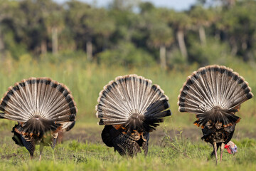 Wild turkey (Meleagris sp.) 