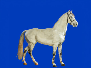 Obraz na płótnie Canvas white horse on a blue white horse stands in full growth on a blue background isolated