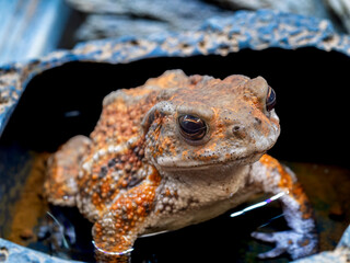 ミヤコヒキガエルのアップ