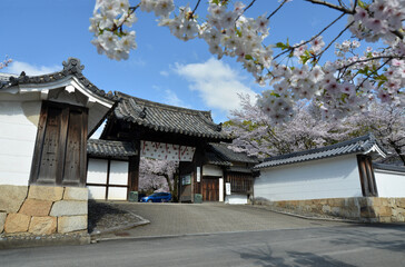  春の観修寺　山門　京都市山科区