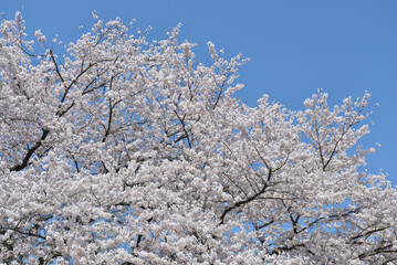 満開の桜