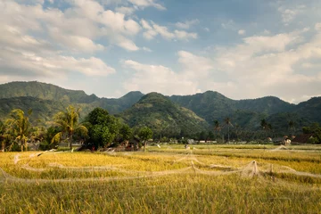 Tuinposter View of rice fields and hills of rural Bali with blue skies and white clouds drifting © Vladimir