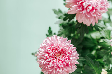 Chrysanthemums on a green background.Chrysanthemums and asters flowers. Delicate floral background in pastel colors. Autumn perennial flowers. Bush double chrysanthemum flower.