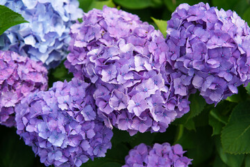 梅雨時に咲いた紫色の紫陽花のクローズアップ