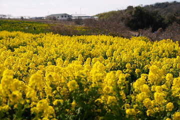 一面に広がる菜の花畑