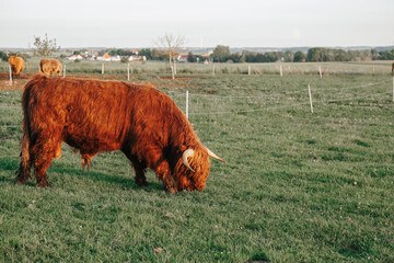 Big horned hairy red cows on a meadow chews grass.Farming and cow breeding.Furry highland cows graze on the green meadow.Red cows and calf in the pasture at sunset 