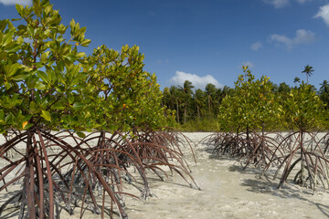 Young mangrove trees forest planted as an environmental conservation project at the coast of tropical island in Kei islands, Tual, Maluku