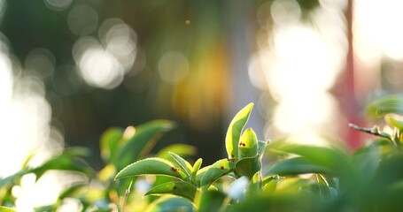 Green tea tree leaves camellia sinensis in organic farm sunlight. Fresh young tender bud herbal farm on summer morning. Sunlight Green tea tree plant. Close up Tree tea plant green nature in morning - obrazy, fototapety, plakaty
