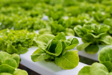 Salad farm vegetable green oak lettuce. Close up fresh organic hydroponic vegetable plantation produce green salad hydroponic cultivate farm. Green oak lettuce salad in green Organic plantation Farm