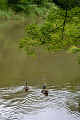鴨の夫婦