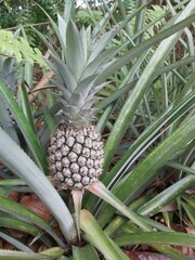 Obraz premium Close up of Fresh raw pineapples in farm nature background. Pineapple plant with fruit at plantation. Agricultural concept. Tropical fruit growing in a farm food concept. Selective focus. 