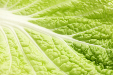 Fresh Chinese cabbage leaf as background, closeup