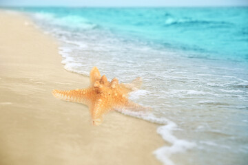 Starfish washed by sea water on sandy beach