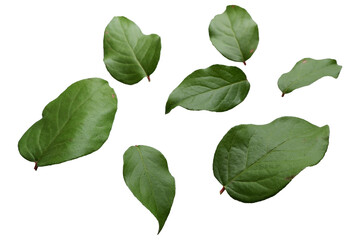 Beautiful green leaves collection. Set of green leaves elements. 