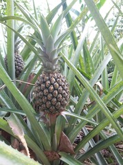 Close up of Fresh raw pineapples in farm nature background. Pineapple plant with fruit at plantation. Agricultural concept. Tropical fruit growing in a farm food concept. Selective focus. 