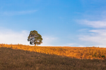 Lonely big tree on a hill, golden grass, bright sky, summer