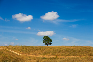 Lonely big tree on a hill, golden grass, bright sky, summer