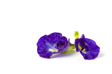 2 butterfly pea flowers arranged side by side. isolated on white background.