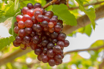 A bunch of grapes covered with leaves in the field
