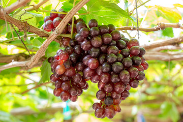 A bunch of grapes covered with leaves in the field
