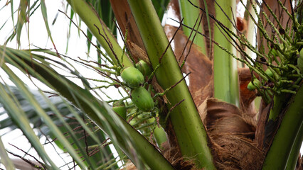 Coconut tree with young green coconuts on it.