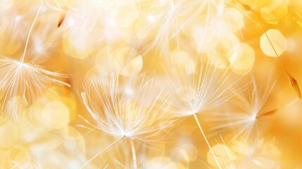 Abstract blurred nature background dandelion seeds parachute. Abstract nature bokeh pattern 