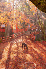 奈良　水谷神社の鹿と紅葉