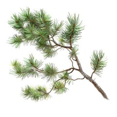 Detailed illustration of a pine branch with vibrant green needles isolated on a white background