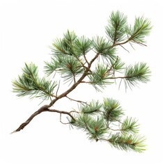 Single pine tree branch with lush green needles against a white background