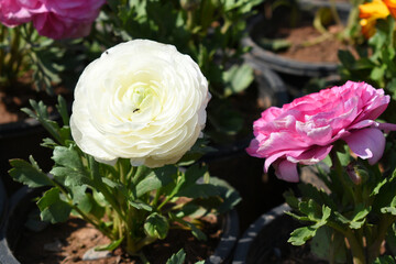 Beautiful white ranunculus flower growing in an outdoor flower garden. ranunculus flower closeup,...