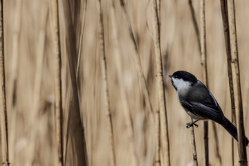 black capped chickadee perched on cattail