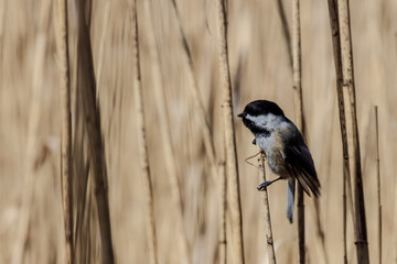 Obraz premium black capped chickadee perched on cattail