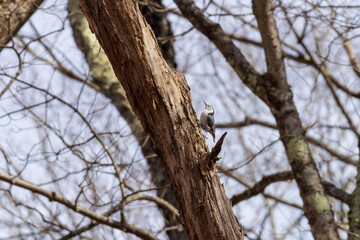 White-breasted Nuthatch on tree