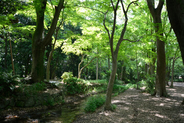 下鴨神社　糺の森の瀬見の小川　京都市左京区