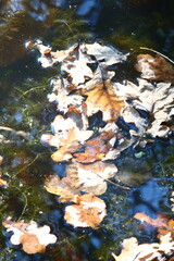 autumn leaves in water