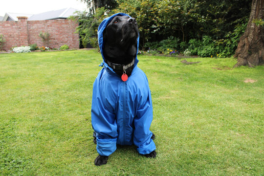 Black labrador dog in a blue rain jacket 