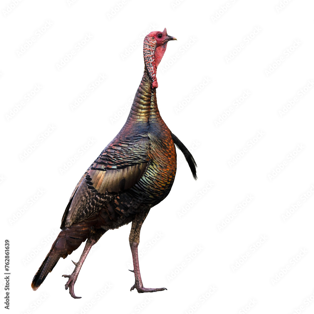 Wall mural a wild turkey (meleagris sp.) photographed by me in florida and then isolated on a transparent backg
