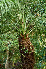 Naklejka na ściany i meble Small palm in the jungle