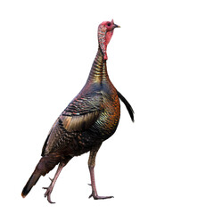 A wild turkey (Meleagris sp.) photographed by me in Florida and then isolated on a transparent background. Transparent clip art / PNG asset for your graphic projects. - obrazy, fototapety, plakaty