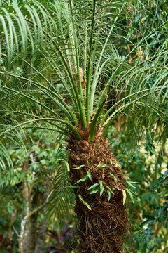                                Small palm in the jungle