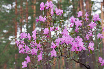 Rhododendron dauricum bushes with flowers (popular names bagulnik; maralnik) with bokeh background of forest.