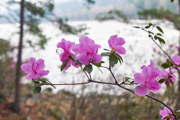 Altai Spring landscape with Rhododendron dauricum with flowers over river Katun.